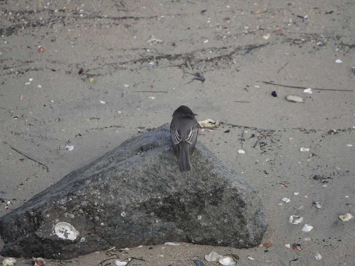 Black Phoebe - ML646791928