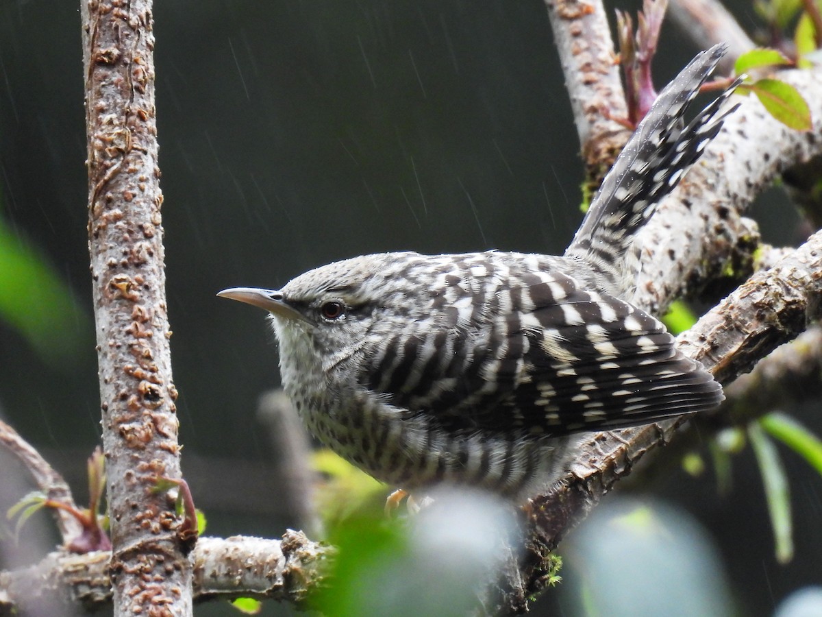 Gray-barred Wren - ML646791929