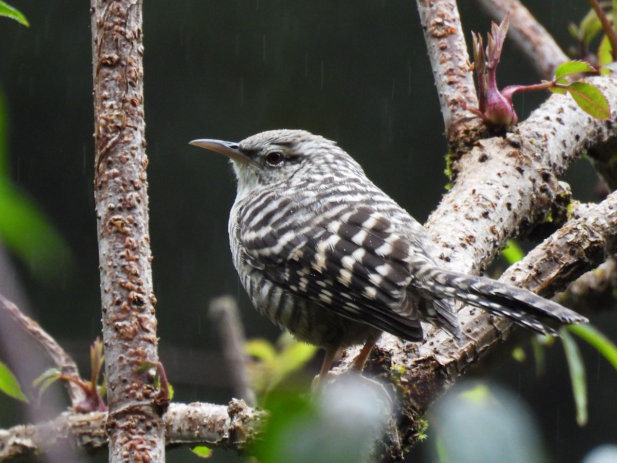 Gray-barred Wren - ML646791930