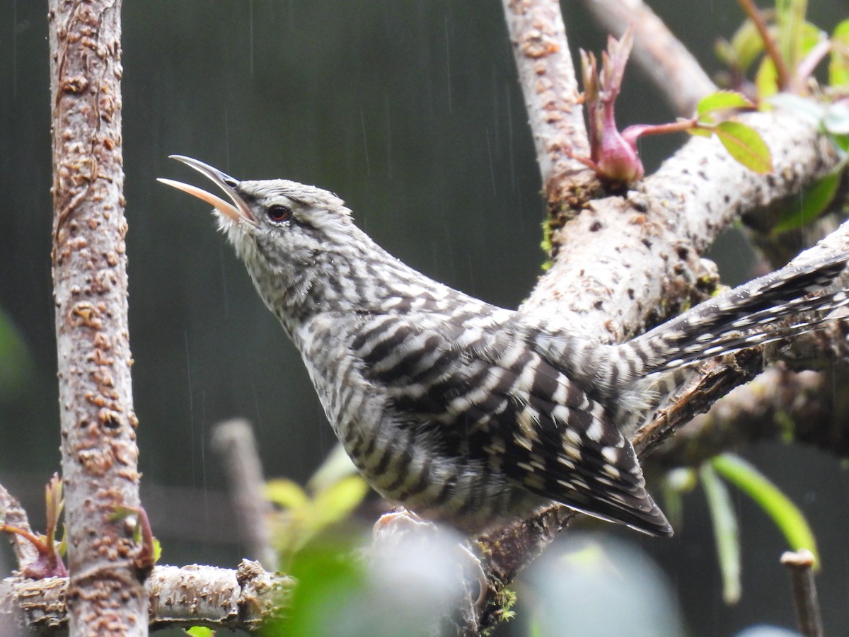 Gray-barred Wren - ML646791931