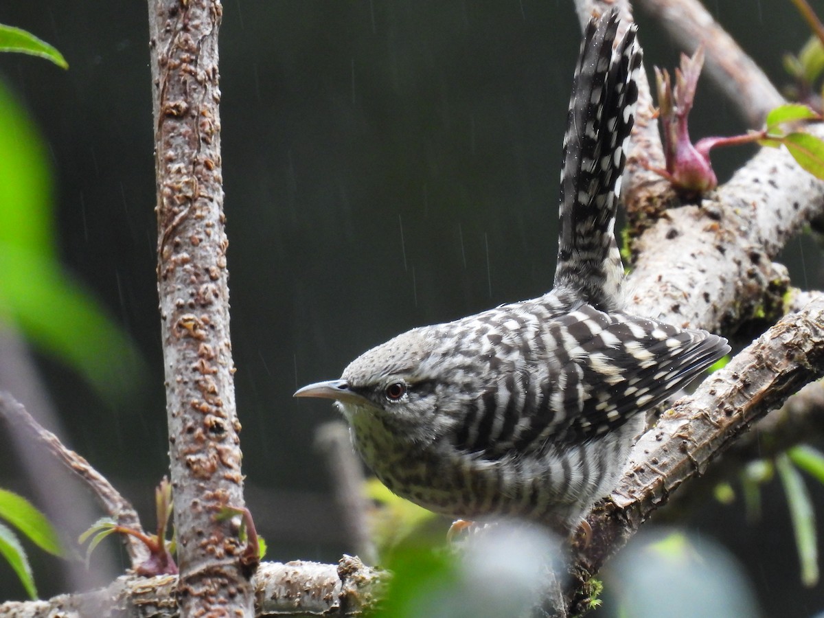 Gray-barred Wren - ML646791932