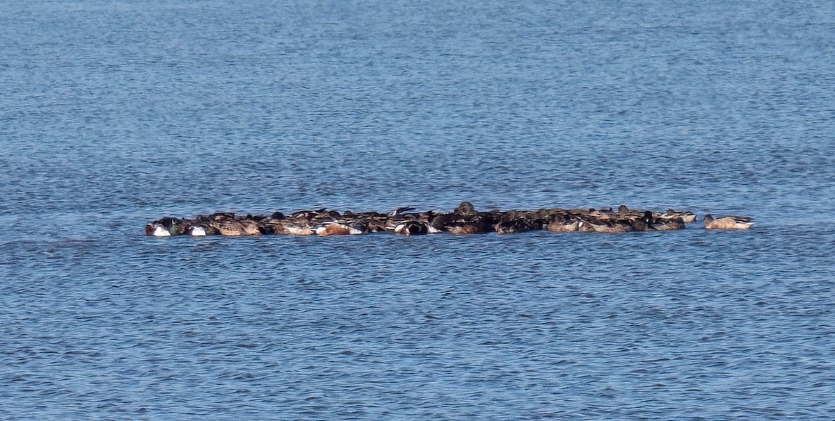 Kaşıkgaga - ML646791933