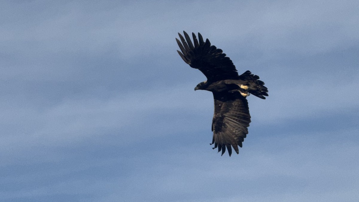 Беркут - ML646791934