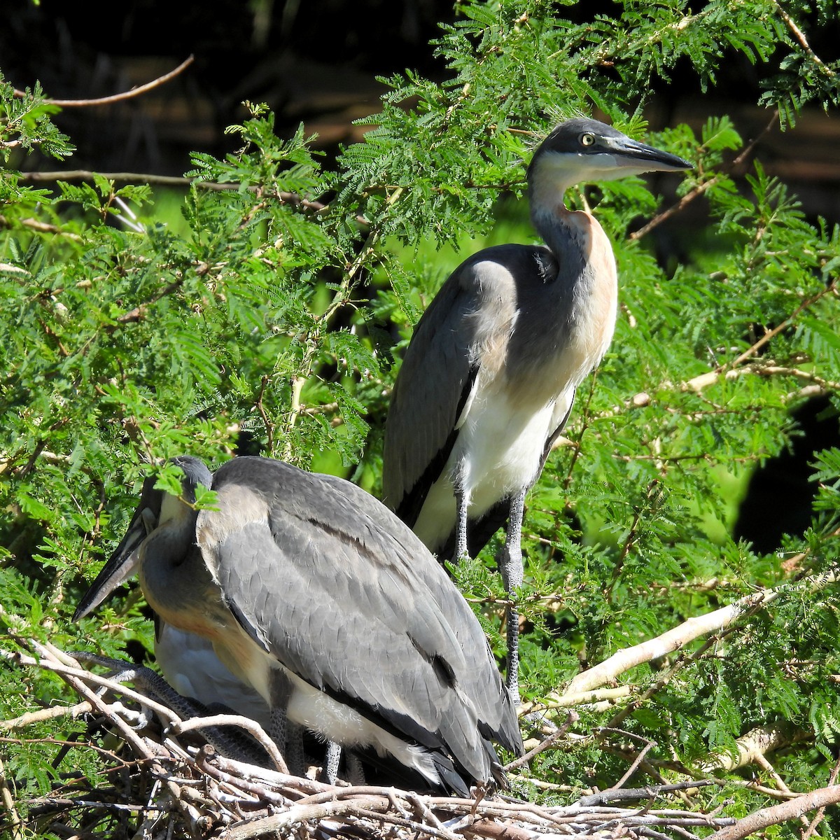 Héron mélanocéphale - ML646791935