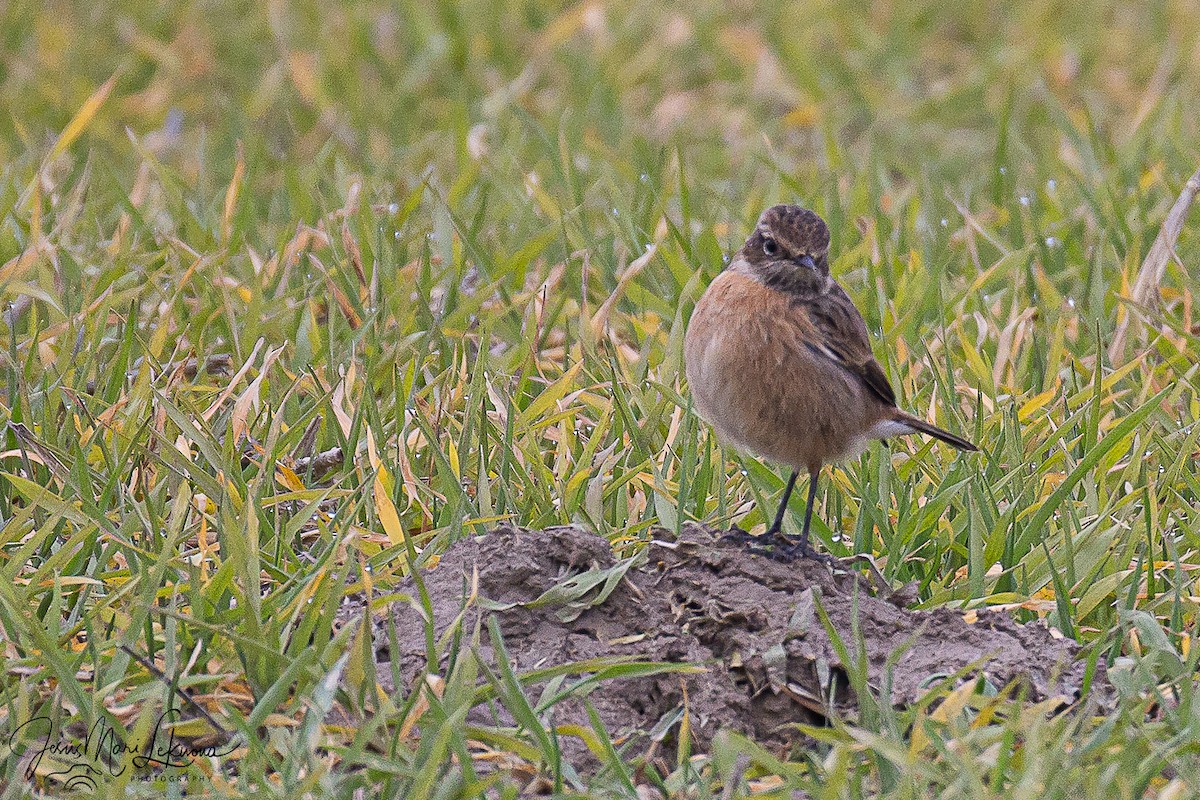 Черноголовый чекан - ML646791940