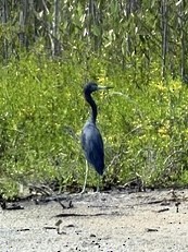 Little Blue Heron - ML646791941