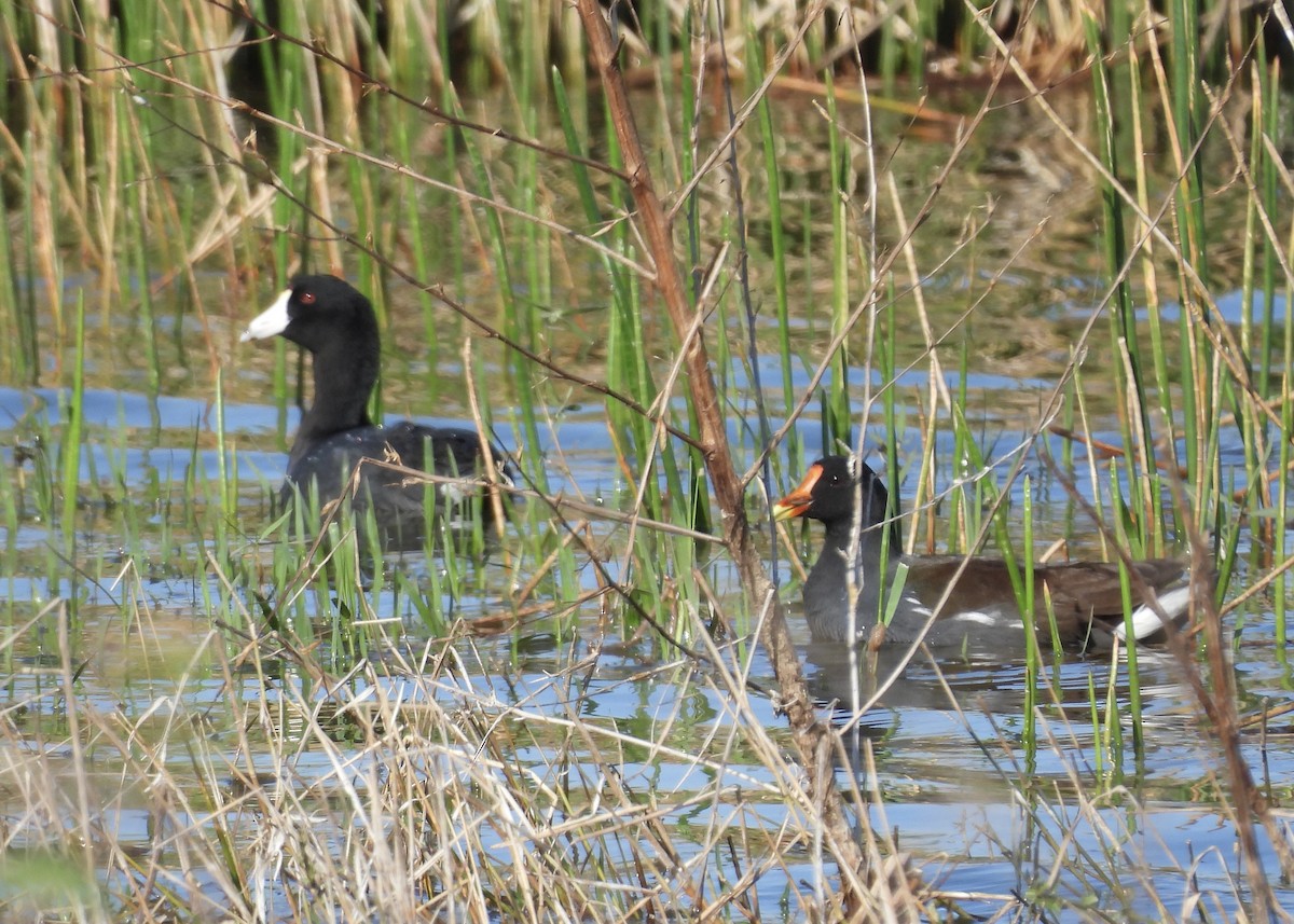 Common Gallinule - ML646791951