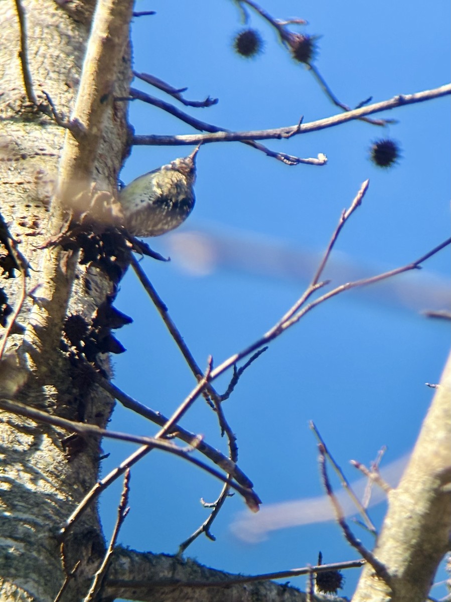 Yellow-bellied Sapsucker - ML646791955