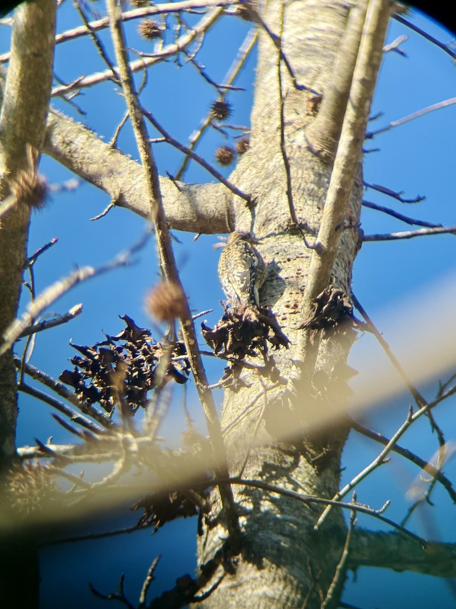 Yellow-bellied Sapsucker - ML646791956