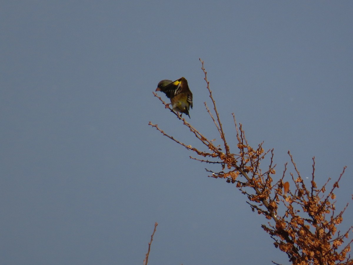 Зеленяк китайський - ML646791978