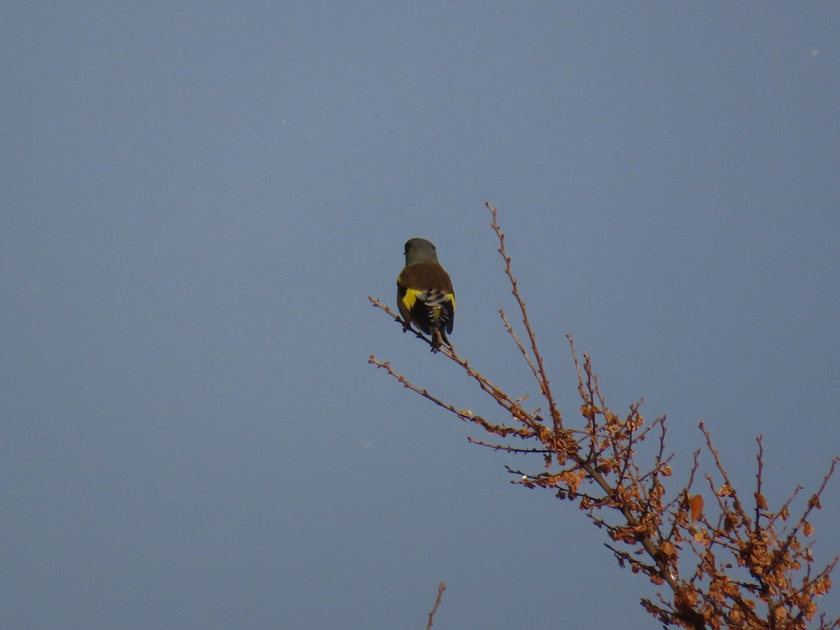 Зеленяк китайський - ML646791979