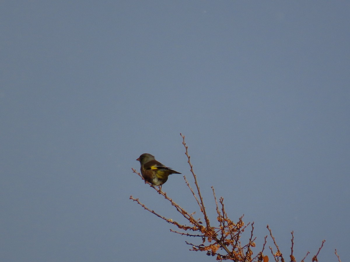 Зеленяк китайський - ML646791980