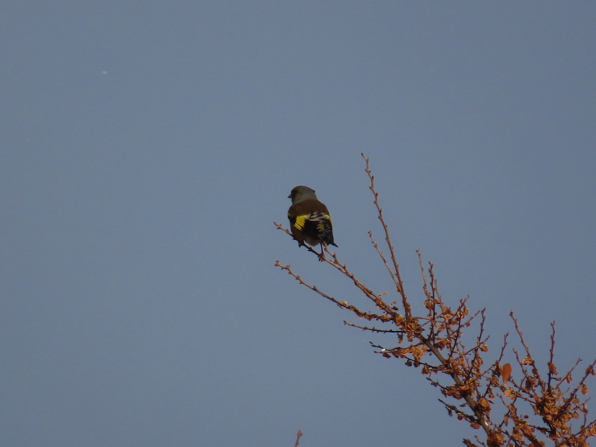 Зеленяк китайський - ML646791981