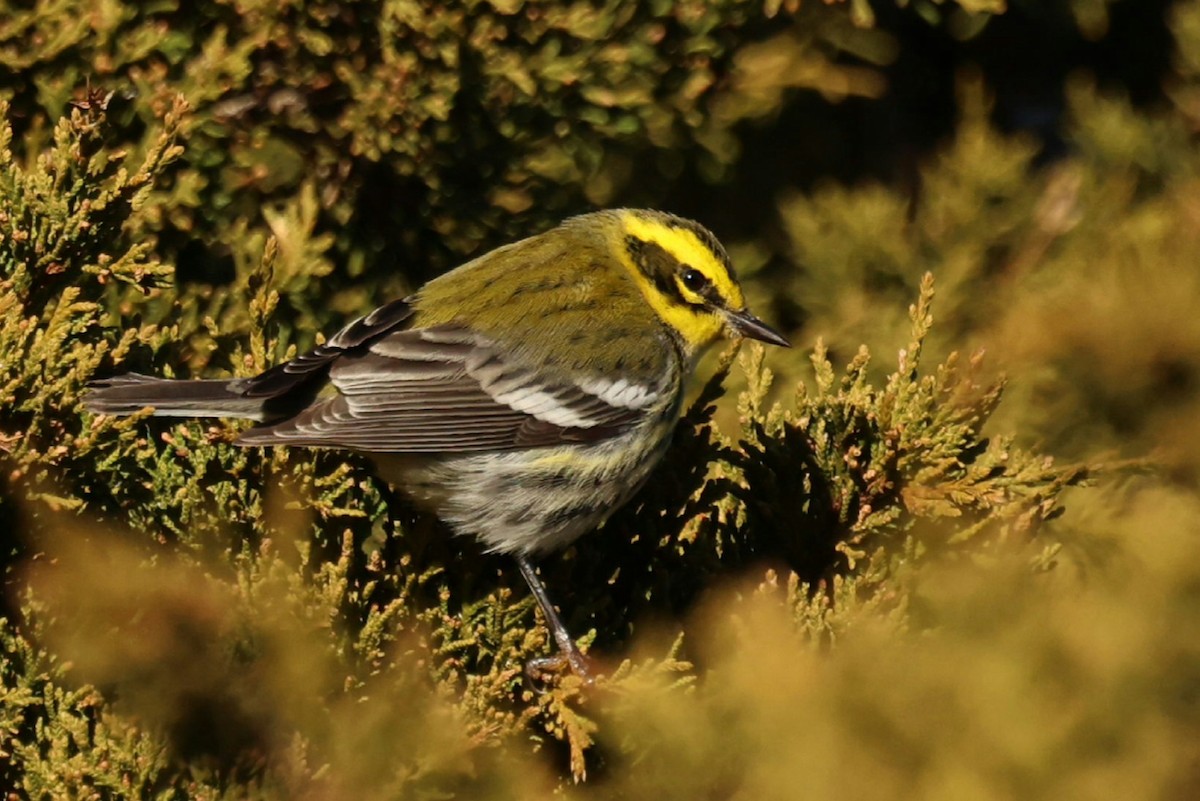 タウンゼンドアメリカムシクイ - ML646791983
