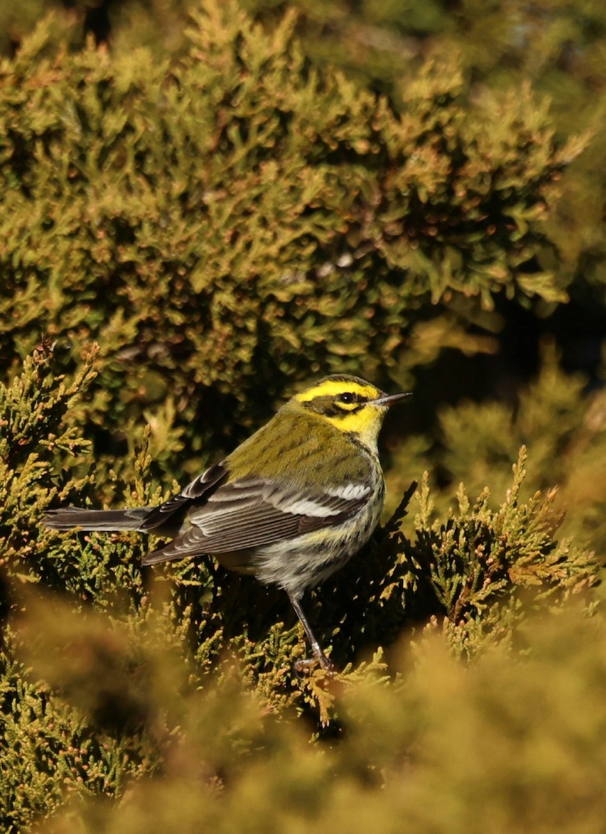 タウンゼンドアメリカムシクイ - ML646791984