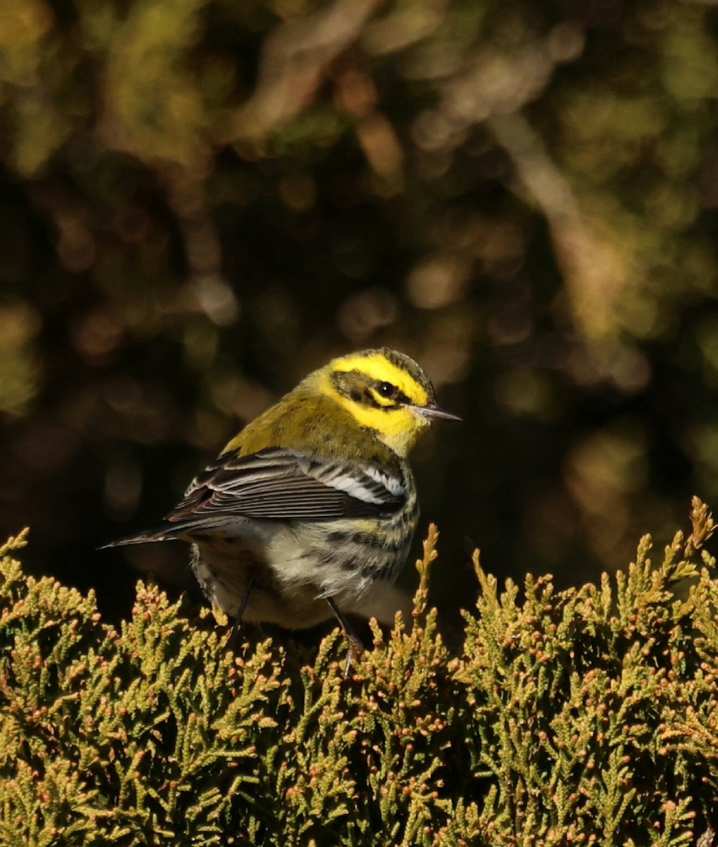 タウンゼンドアメリカムシクイ - ML646791985