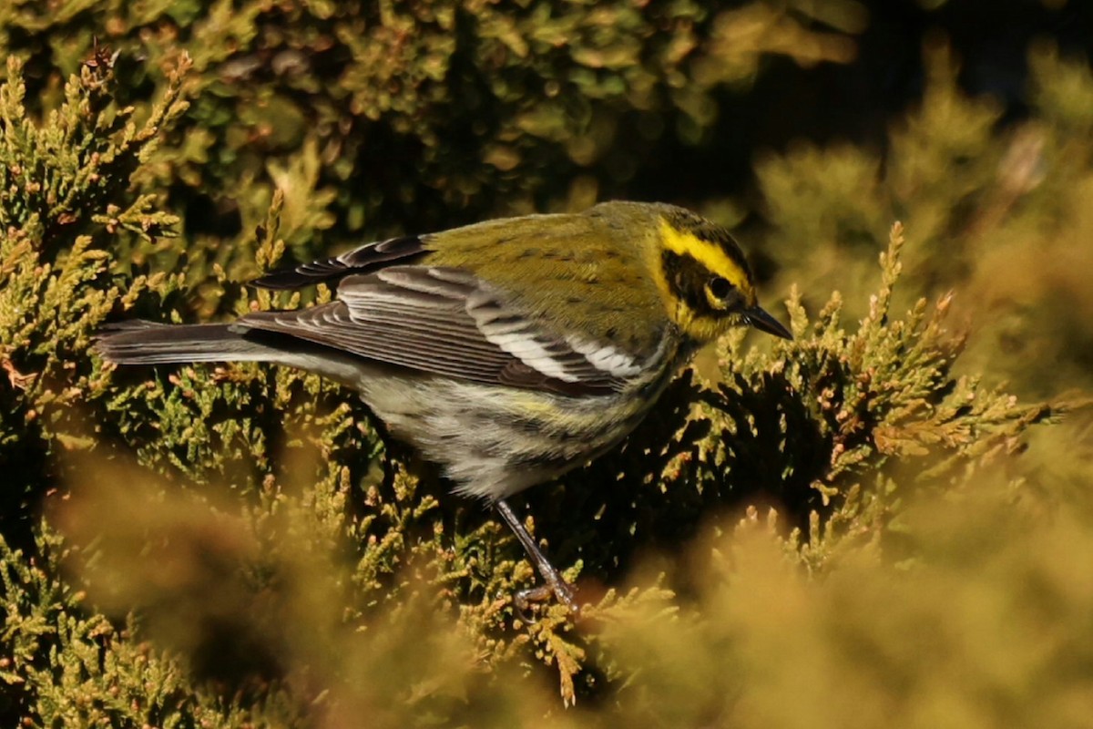タウンゼンドアメリカムシクイ - ML646791986