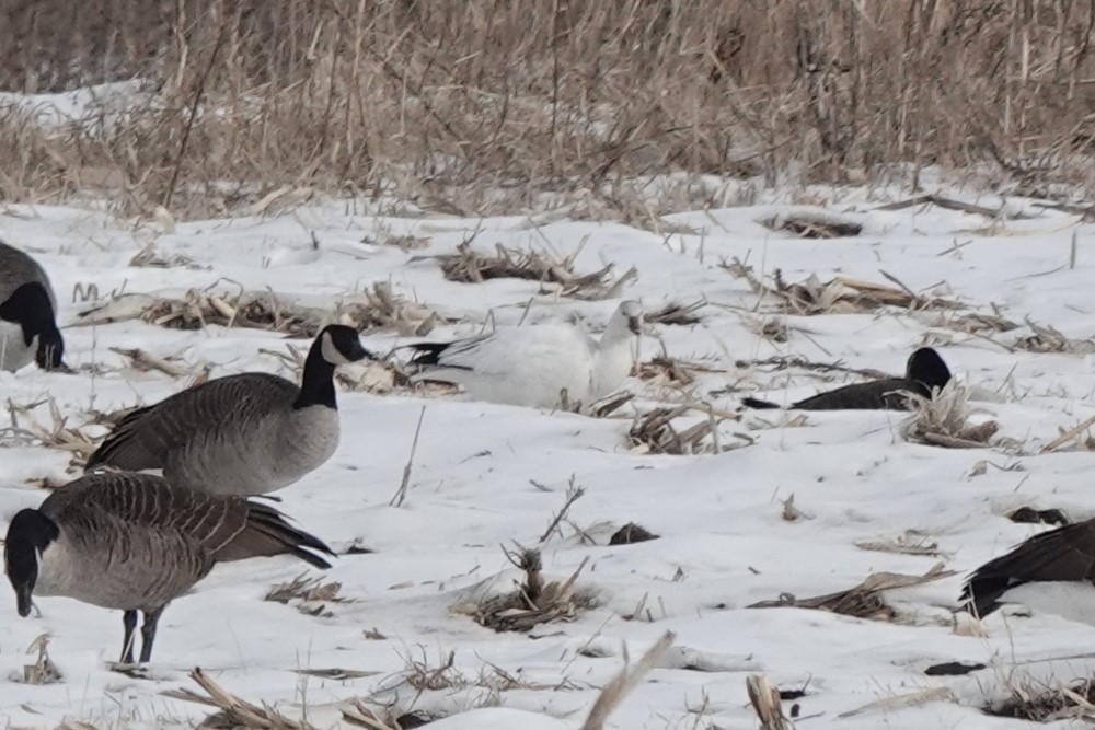 Ross's Goose - ML646791989