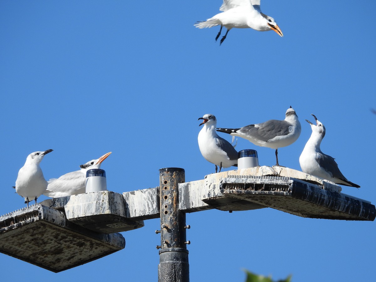 Royal Tern - ML646791996