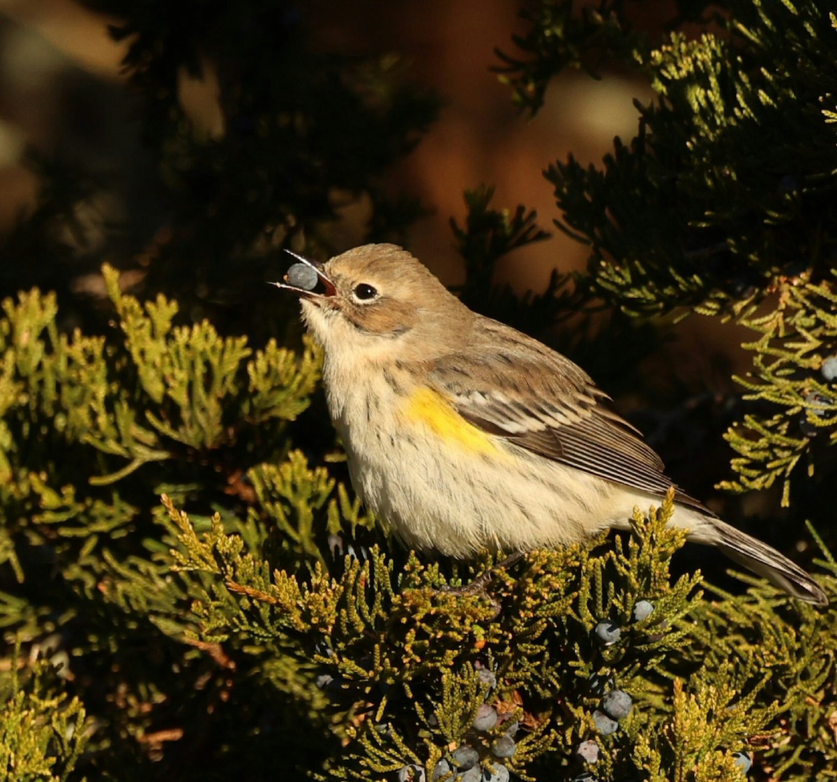 Yellow-rumped Warbler - ML646791999