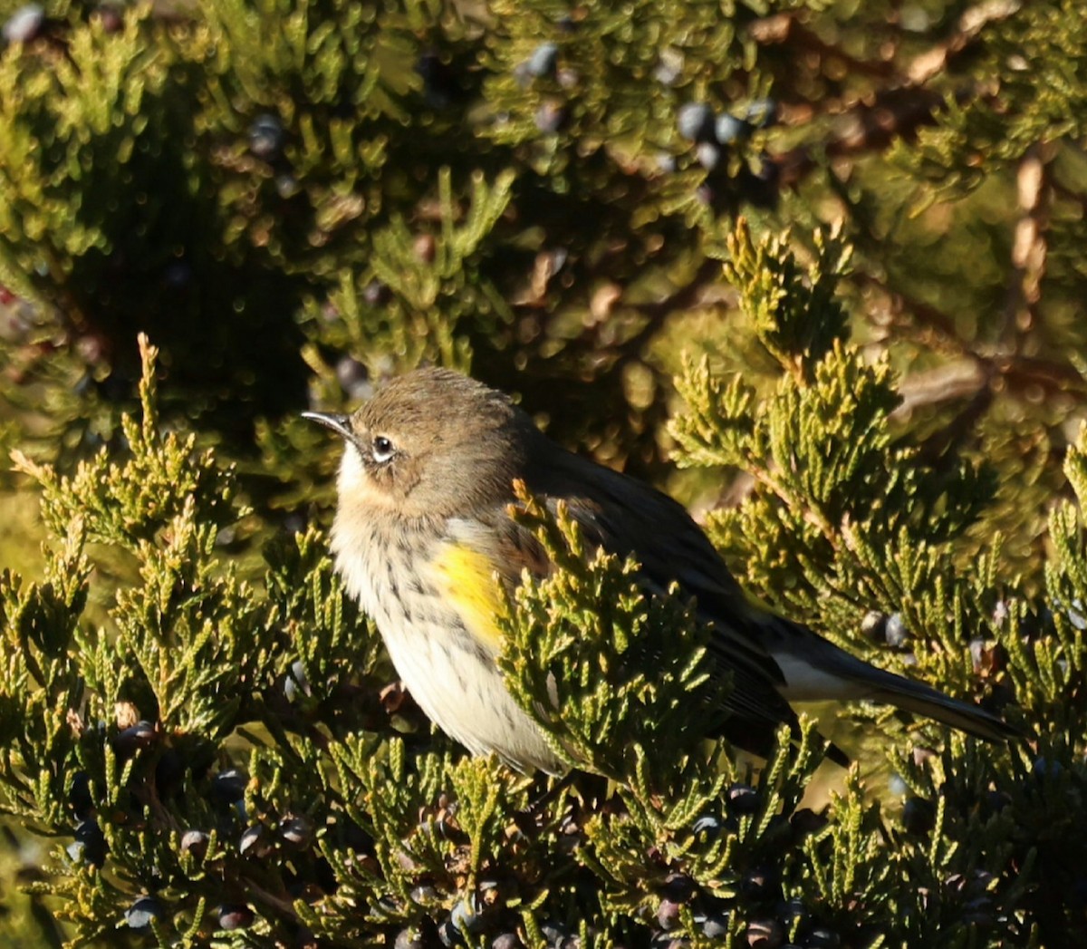 Yellow-rumped Warbler - ML646792000
