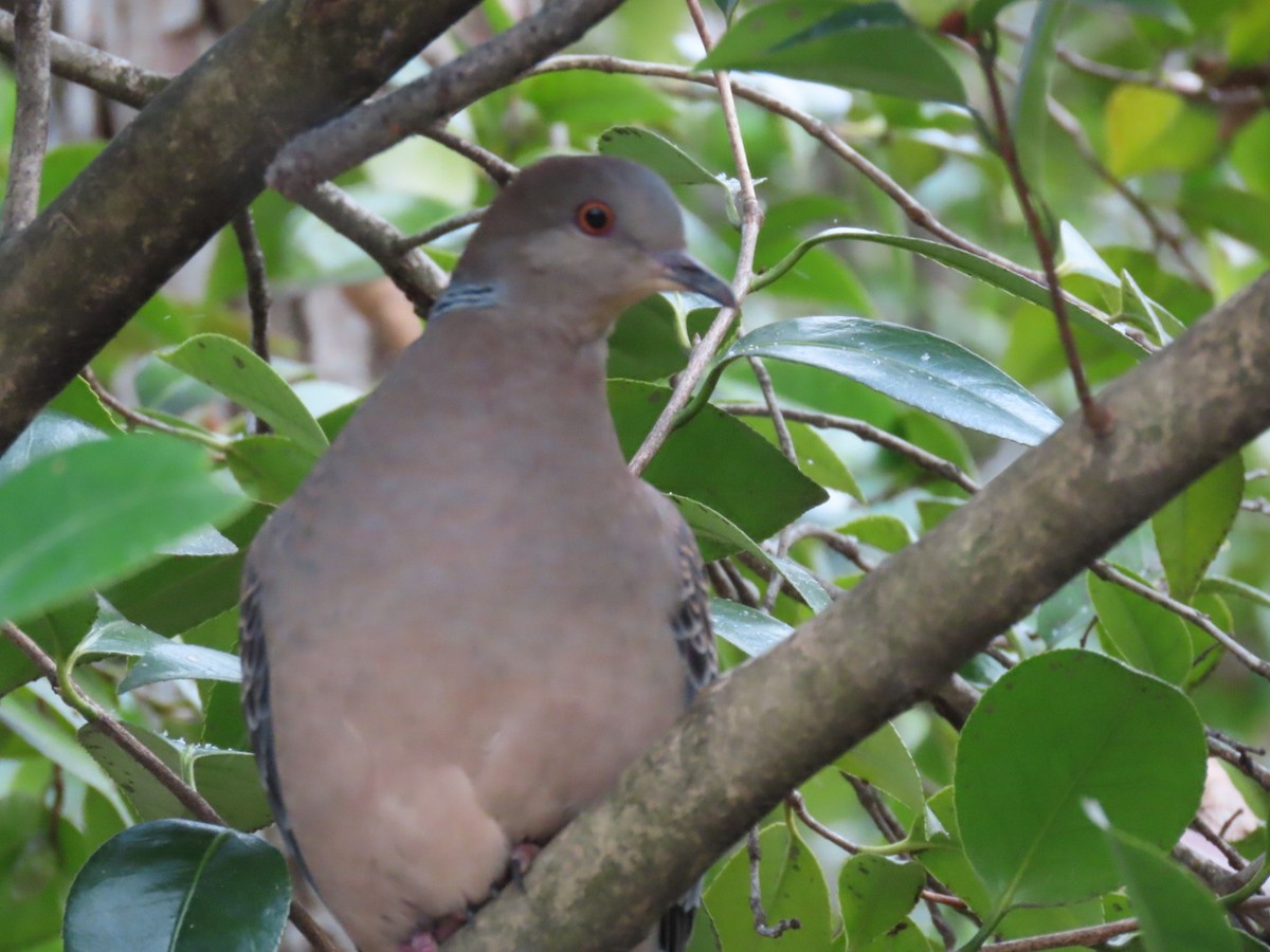 Горлиця велика - ML646792002