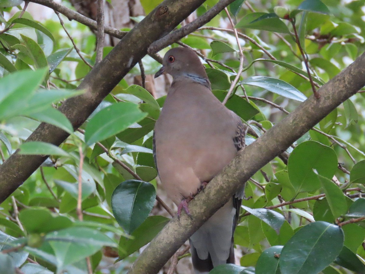 Горлиця велика - ML646792003