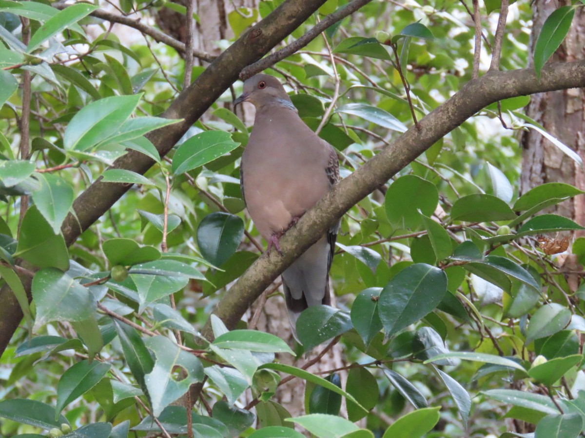 Горлиця велика - ML646792004