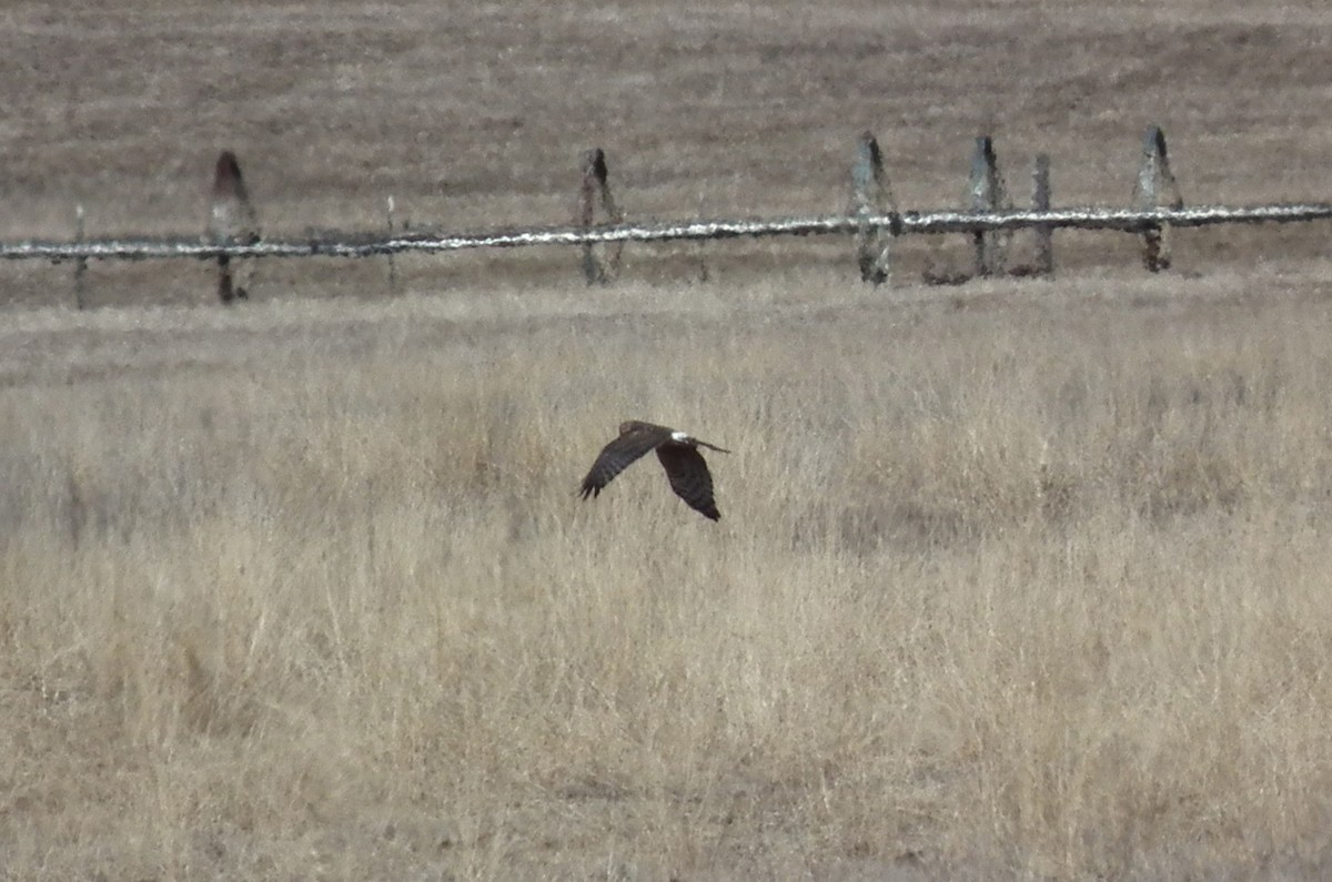 Busard des marais - ML64679201