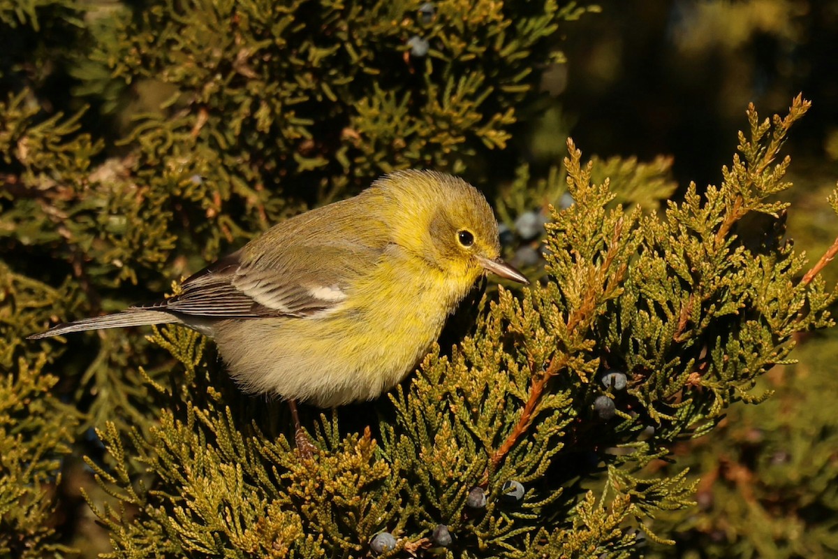 Pine Warbler - ML646792010