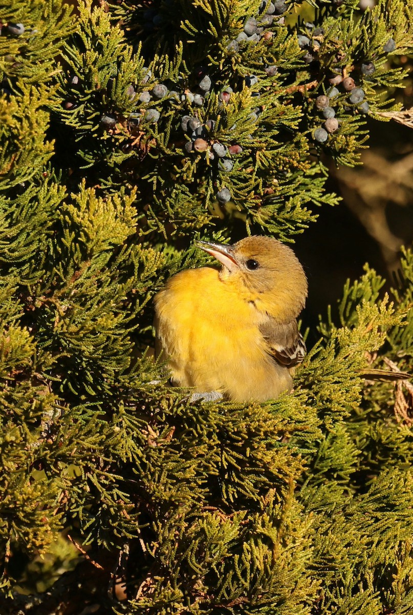 ボルチモアムクドリモドキ - ML646792013