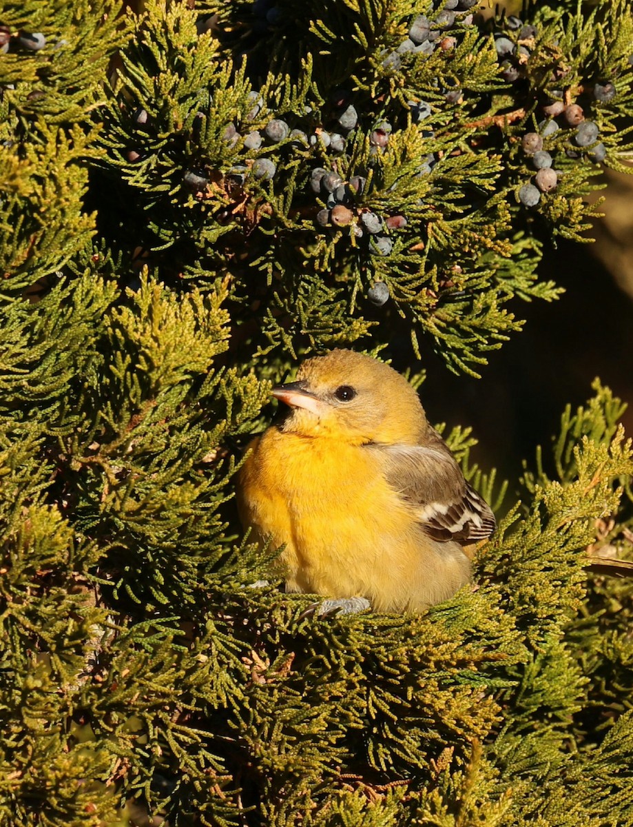 ボルチモアムクドリモドキ - ML646792014