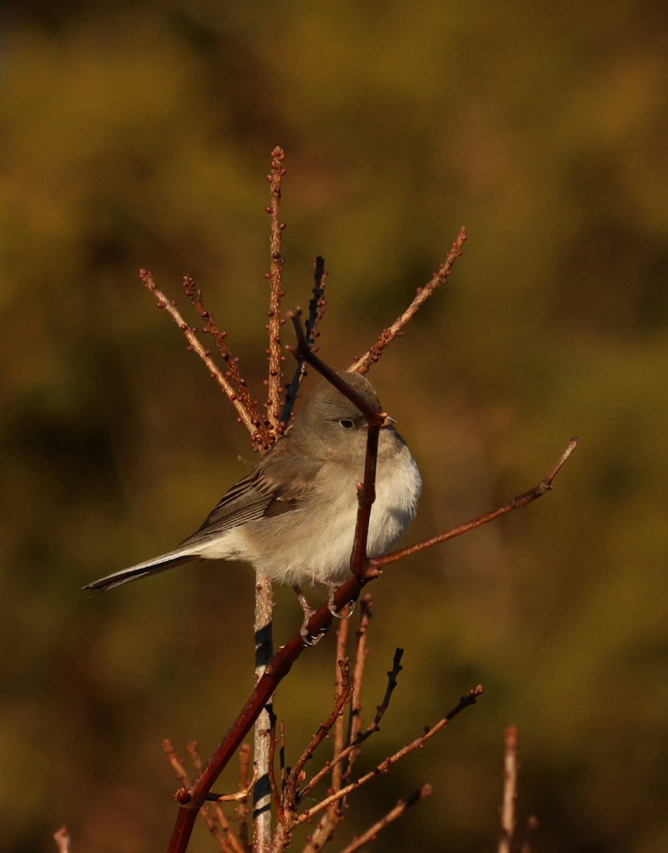 Dark-eyed Junco (Slate-colored) - ML646792019