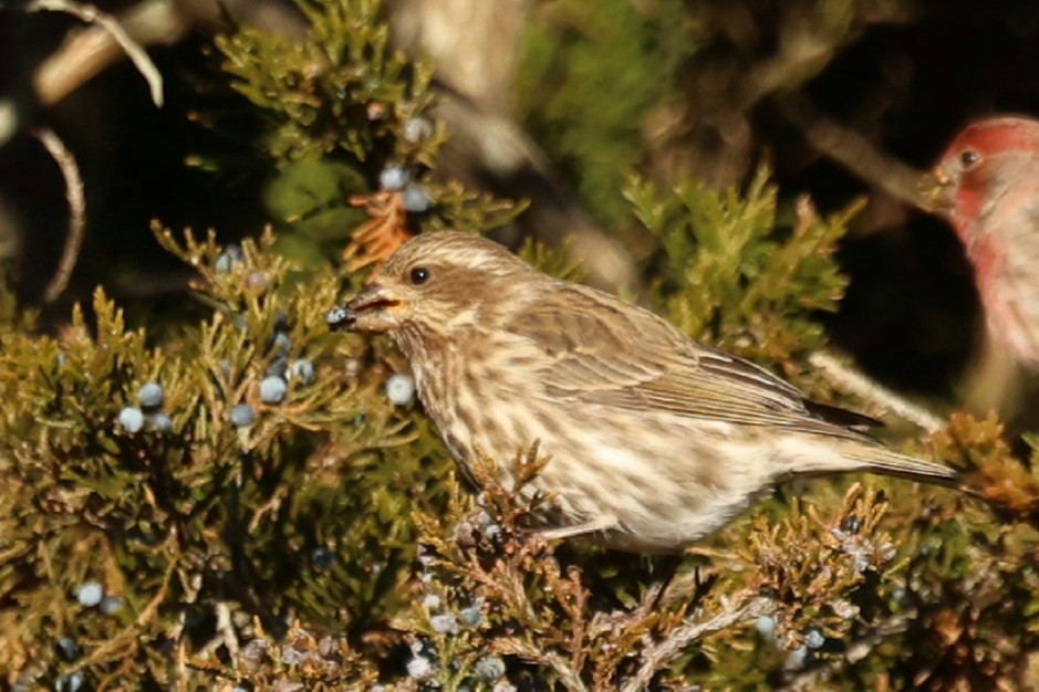 Purple Finch - ML646792023