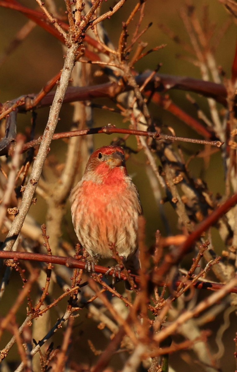 House Finch - ML646792025