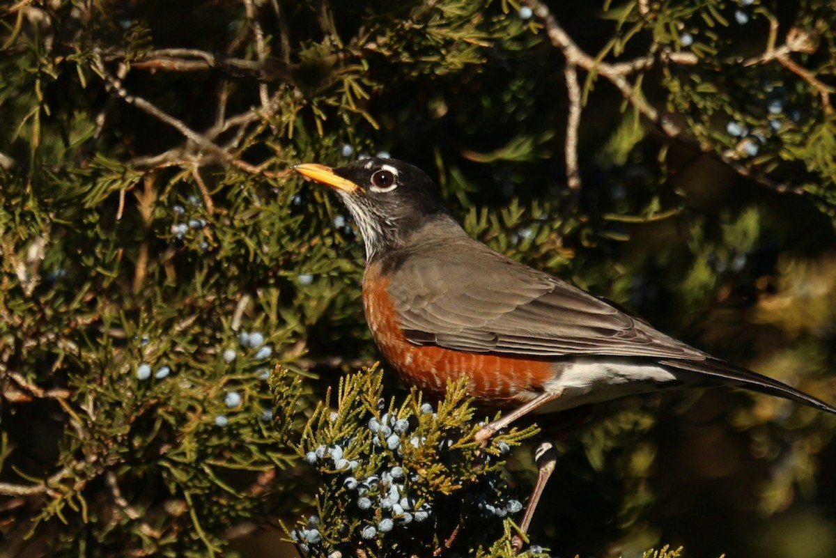 American Robin - ML646792028