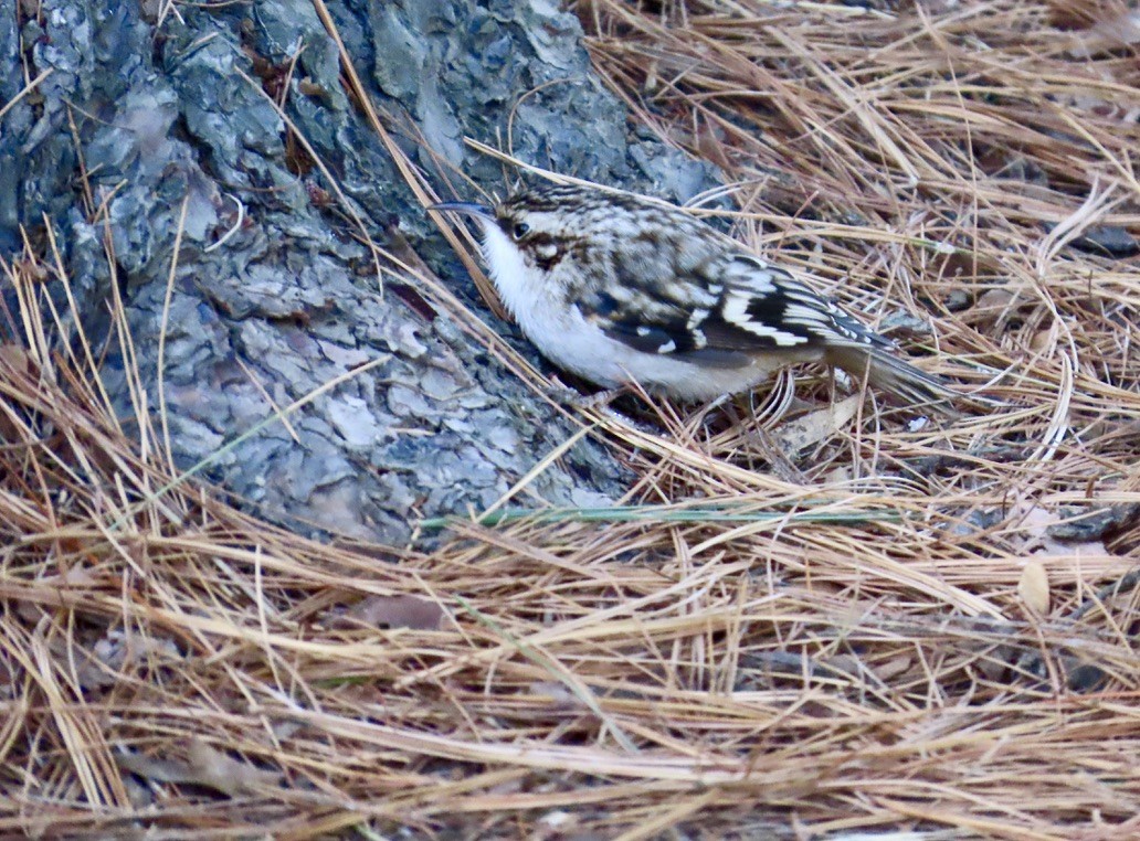 Brown Creeper - ML646792030