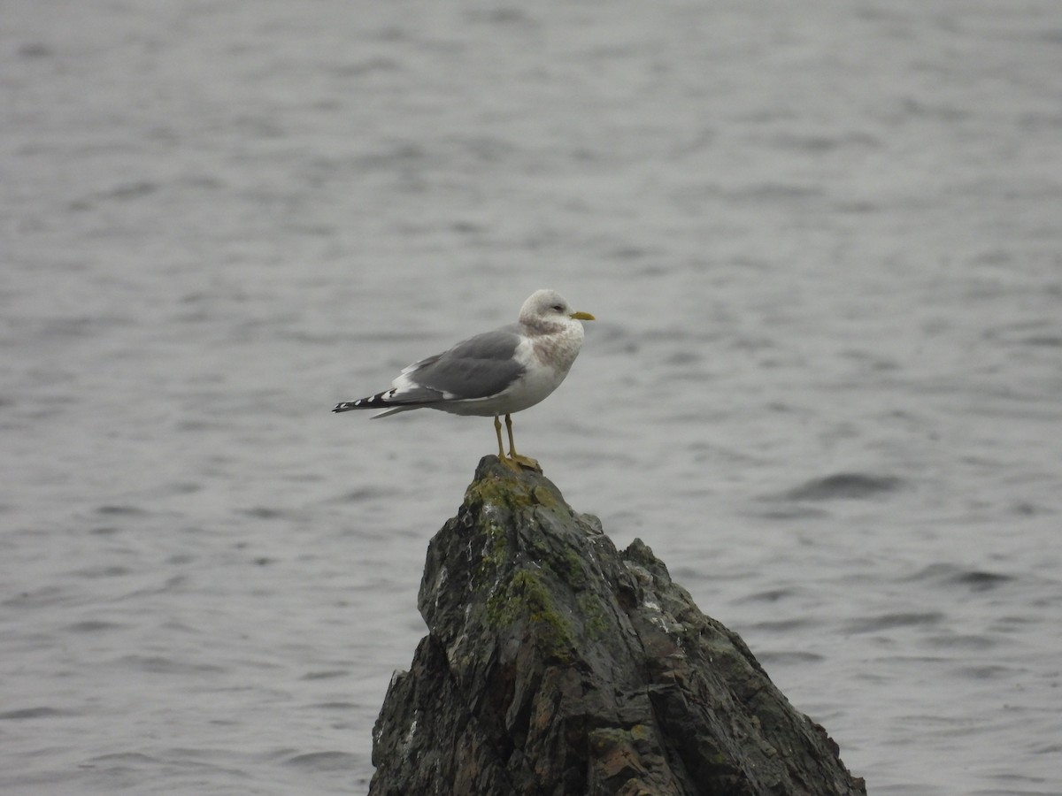 Мартин сивий аляскинський - ML646792032