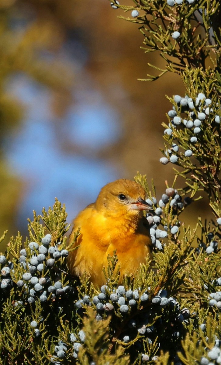 ボルチモアムクドリモドキ - ML646792037