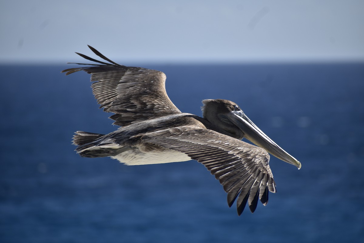 Brown Pelican - ML646792040