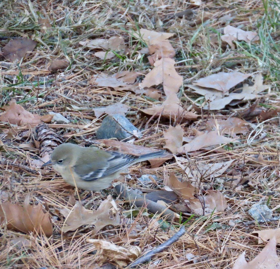 Pine Warbler - ML646792044