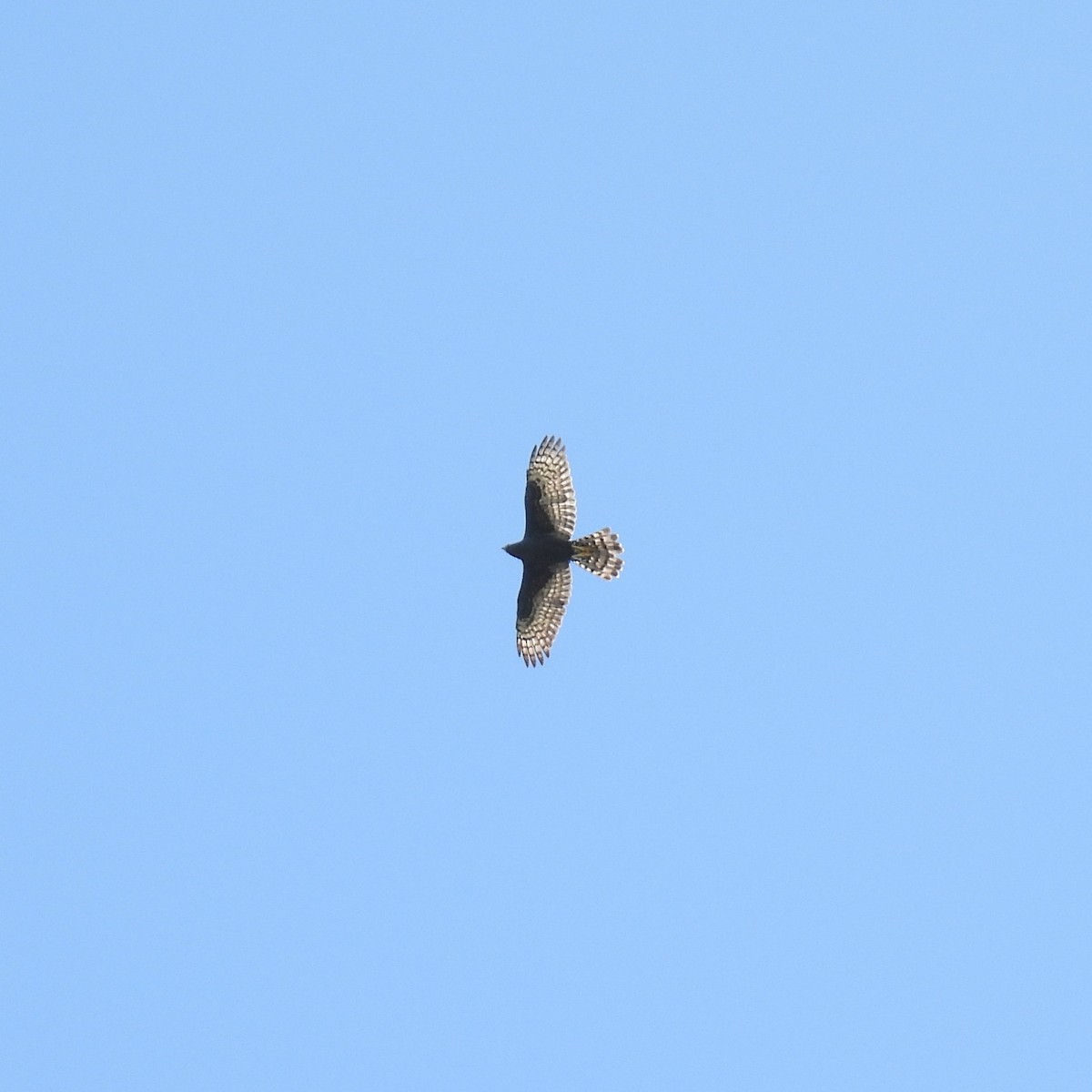 Black Goshawk - ML646792051