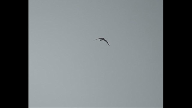 Короткохвостый/Средний поморник - ML646792055