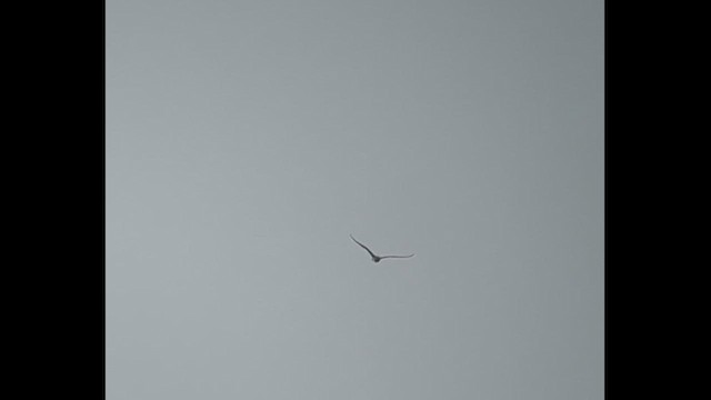 Короткохвостый/Средний поморник - ML646792060