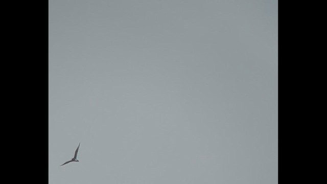 Короткохвостый/Средний поморник - ML646792061