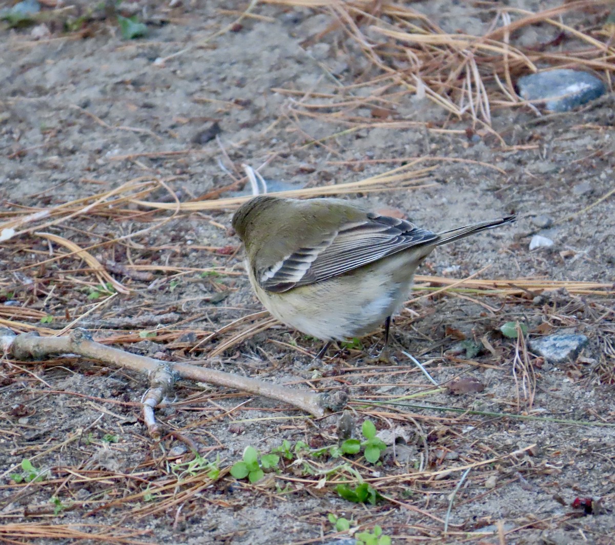 Pine Warbler - ML646792062