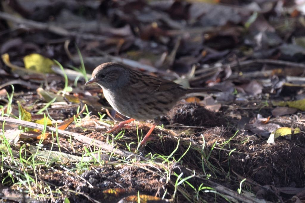 Dunnock - ML646792063