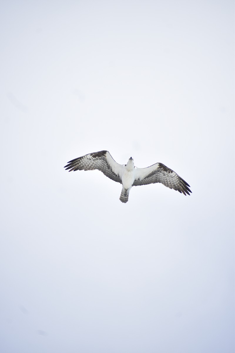 Osprey - ML646792065