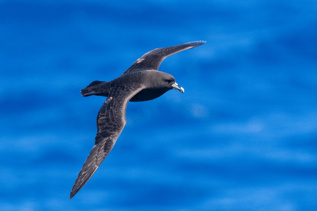 Beyaz Gıdılı Yelkovan - ML646792072