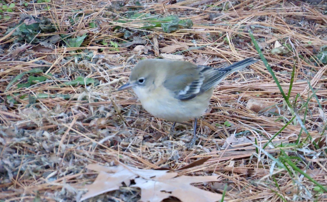 Pine Warbler - ML646792073